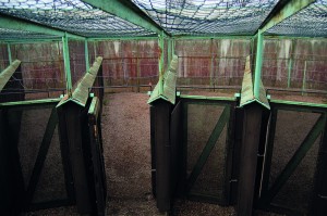 The prison cages separate isolated interns from others. Photo: Tor Gasslander